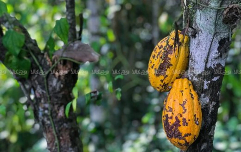 تاریخچه شکلات