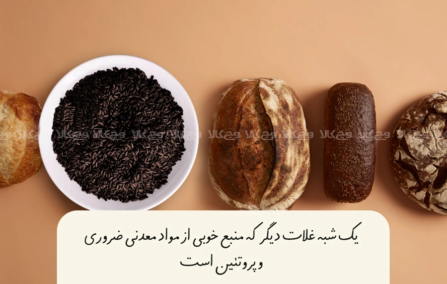 منبع پروتئین گیاهی: گندم سیاه
