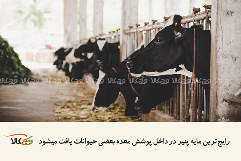 مقاله پنیر گیاهی