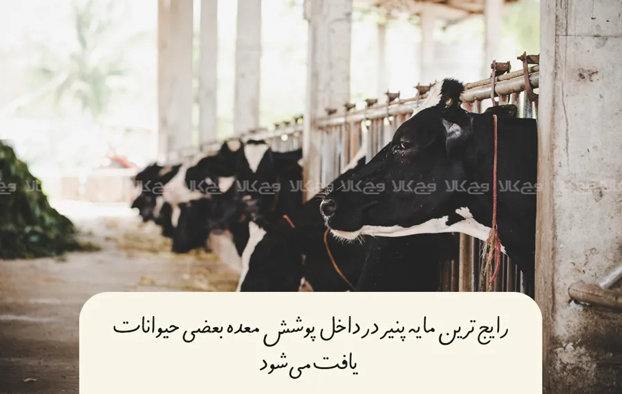 بعضی از پنیر ها شامل محصولات جانبی حیوانات هستند