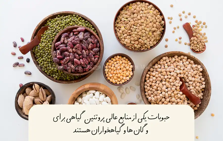 ۸. هیچوقت پروتئین را فراموش نکنید کاهش وزن وگان