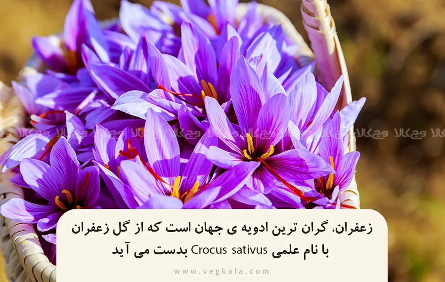 گل زعفران