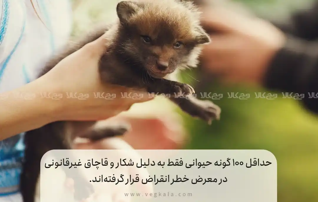 تجارت حیوانات نادر؛ تهدیدی برای حیات وحش