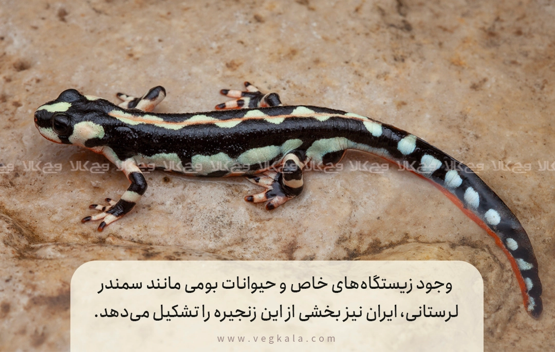 کشورهایی که بیشترین قاچاق حیوانات را دارند