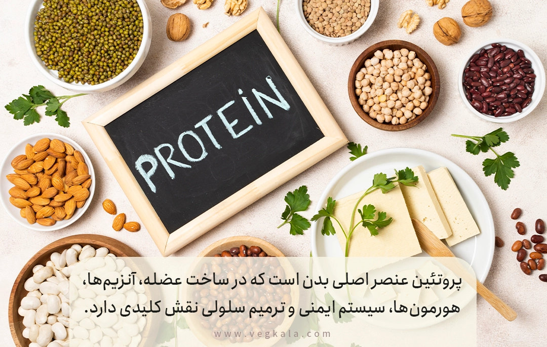 بخش دوم: پروتئین؛ فراتر از گوشت
