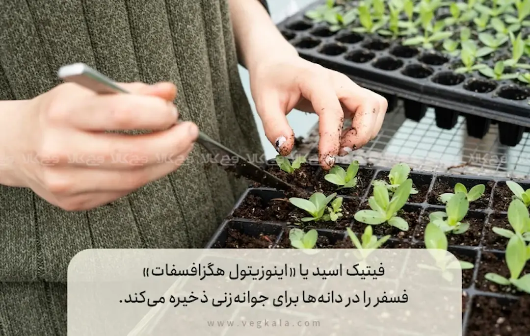 ۲. چرا به فیتیک اسید "ضد مغذی" می‌گویند؟