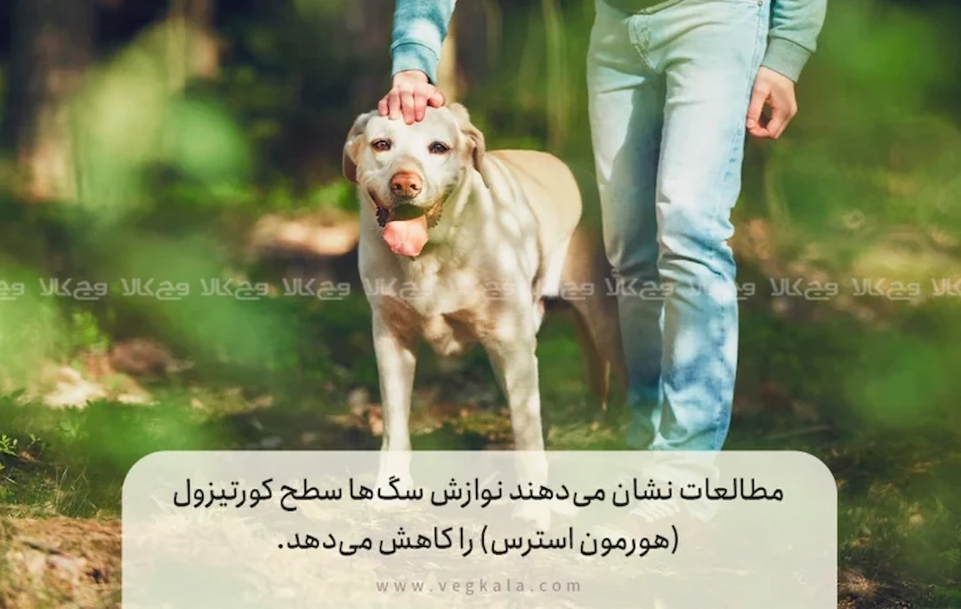 توجه به سلامت روان - تغذیه روح همراه با بدن