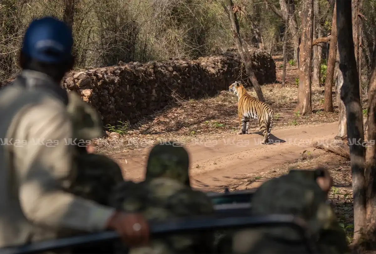 اهمیت جلوگیری از شکار غیرمجاز در ایران و حفاظت از حیات‌وحش