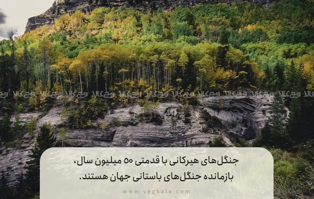 معرفی جنگل‌های هیرکانی و تنوع زیستی ایران