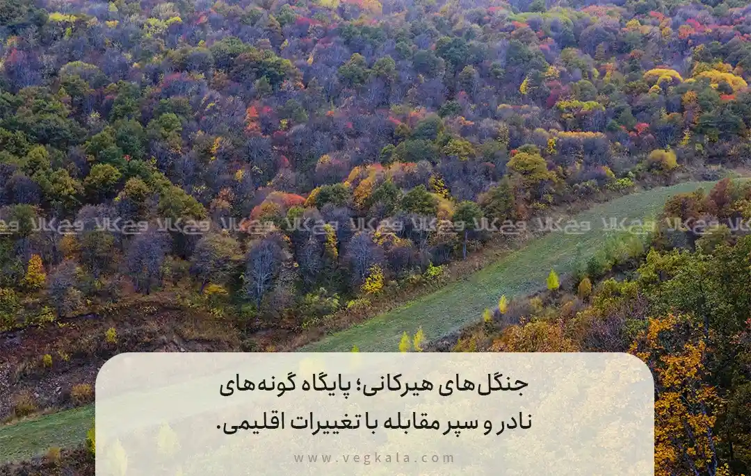 هشدارها و محدودیت‌ها در حفاظت از جنگل‌های هیرکانی و تنوع زیستی ایران