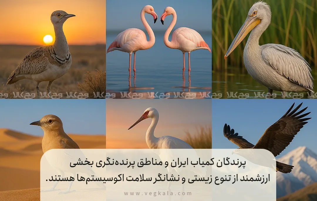 شناخت دقیق پرندگان کمیاب ایران