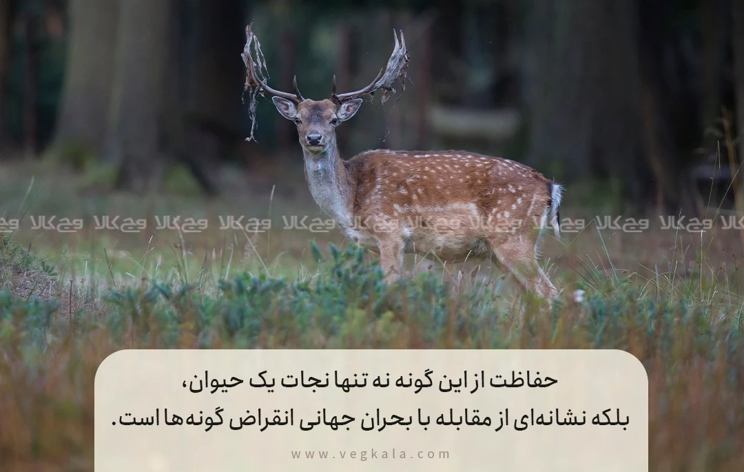 گوزن زرد ایرانی؛ نماد حفاظت از تنوع زیستی