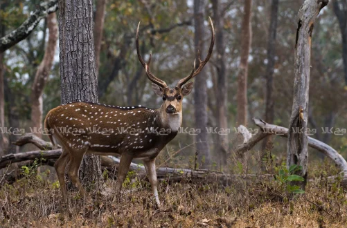 چرا گوزن زرد ایرانی در معرض انقراض است؟