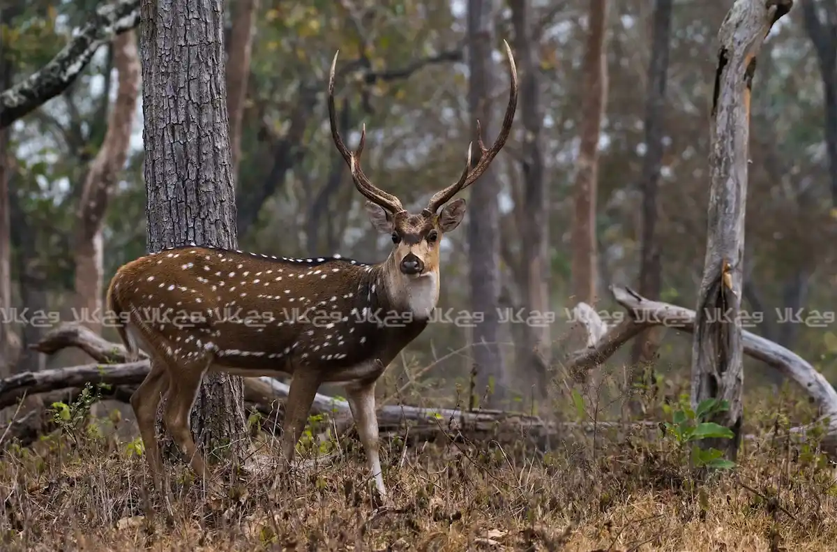 چرا گوزن زرد ایرانی در معرض انقراض است؟