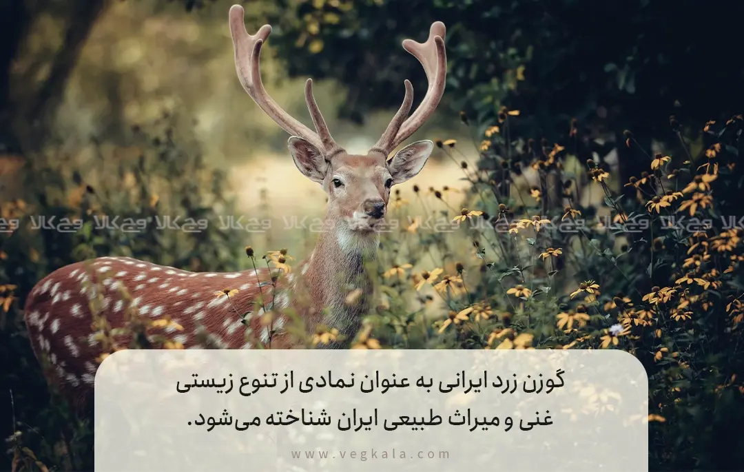  گوزن زرد ایرانی را بشناسیم