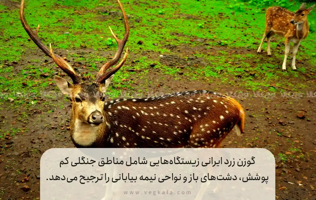 زیستگاه‌های تاریخی گوزن زرد در ایران