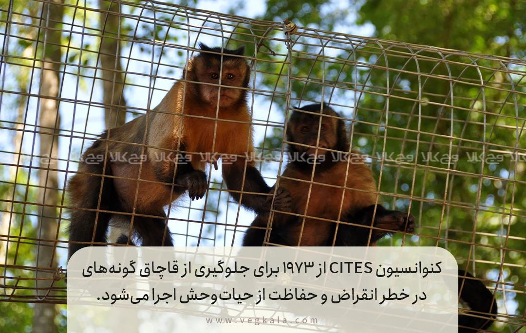 پروژههای جهانی برای حفاظت از حیاتوحش جهان