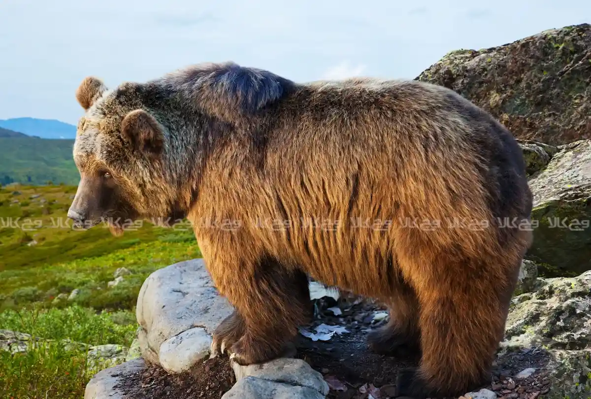 چالش‌های بقای خرس قهوه‌ای ایران: تهدیدات و راهکارهای حفاظتی