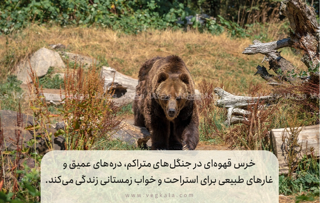 ویژگیها و زیستگاه خرس قهوهای ایران