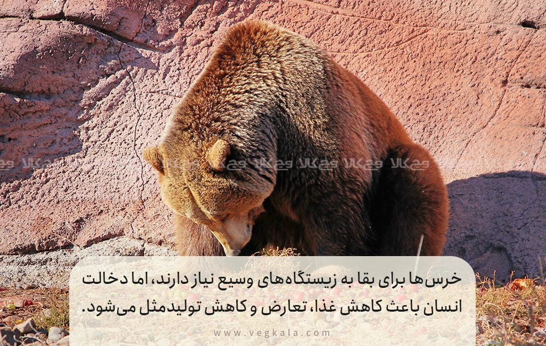 تهدیدات اصلی خرس قهوهای ایران