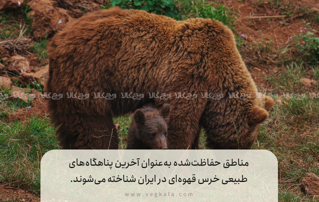 اقدامات حفاظتی برای بقای خرس قهوهای ایران