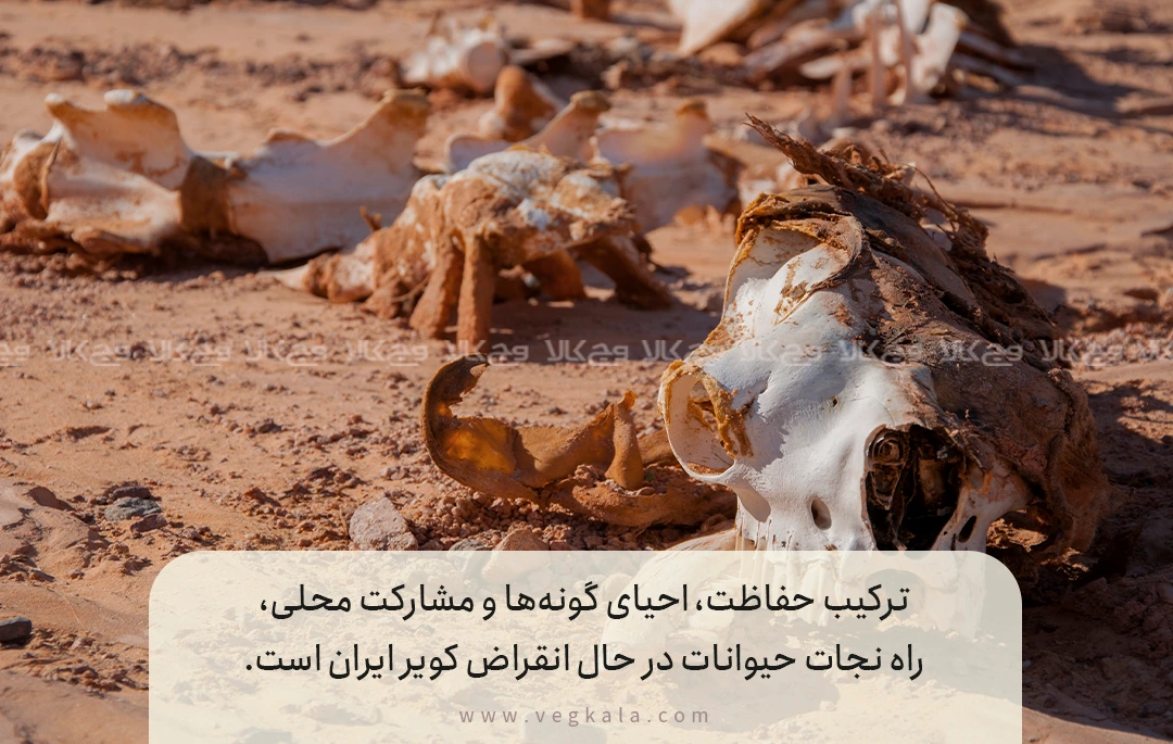 اقدامات حفاظتی برای نجات حیوانات در حال انقراض کویر ایران