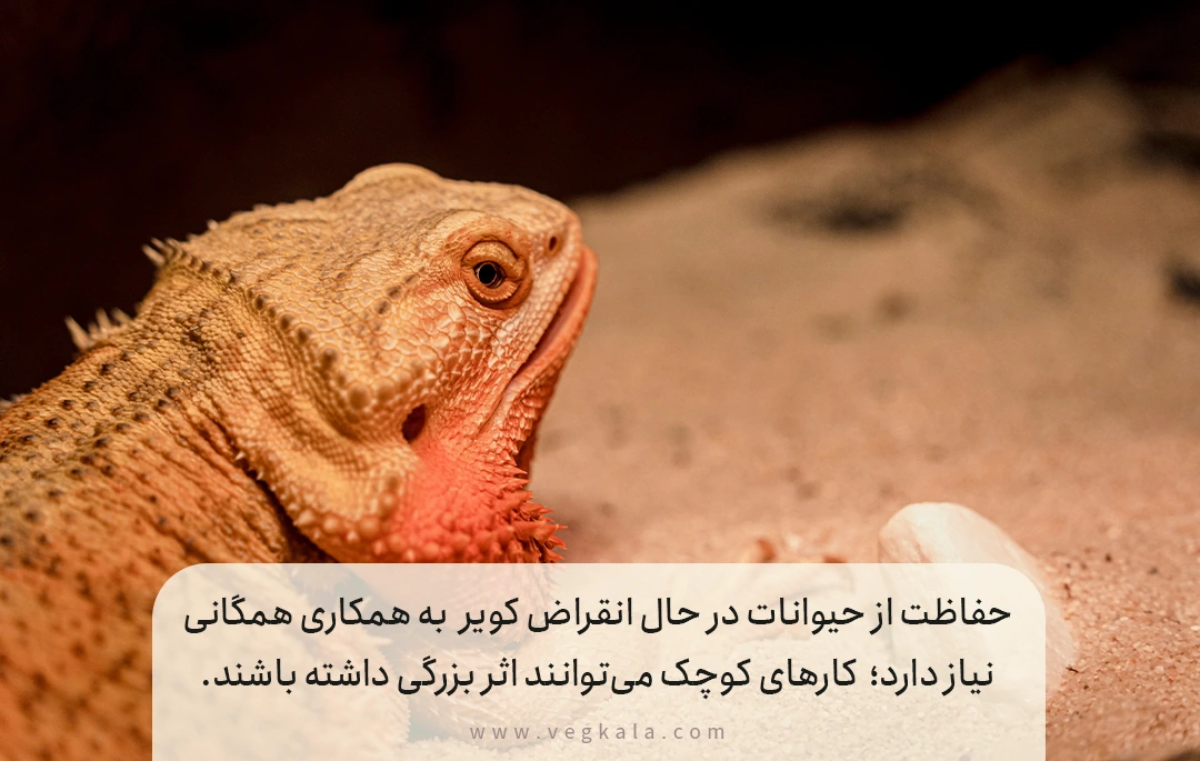 چگونگی مشارکت شما در حفاظت از حیوانات کویری