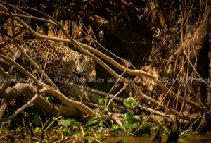 سفر به دل افسانه‌ها در مناطق حفاظت‌شده مهم ایران
