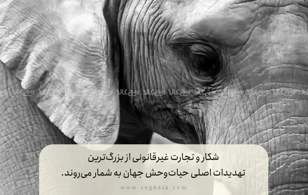 شکار و تجارت غیرقانونی؛ تهدیدی مرگبار برای تنوع زیستی جهان