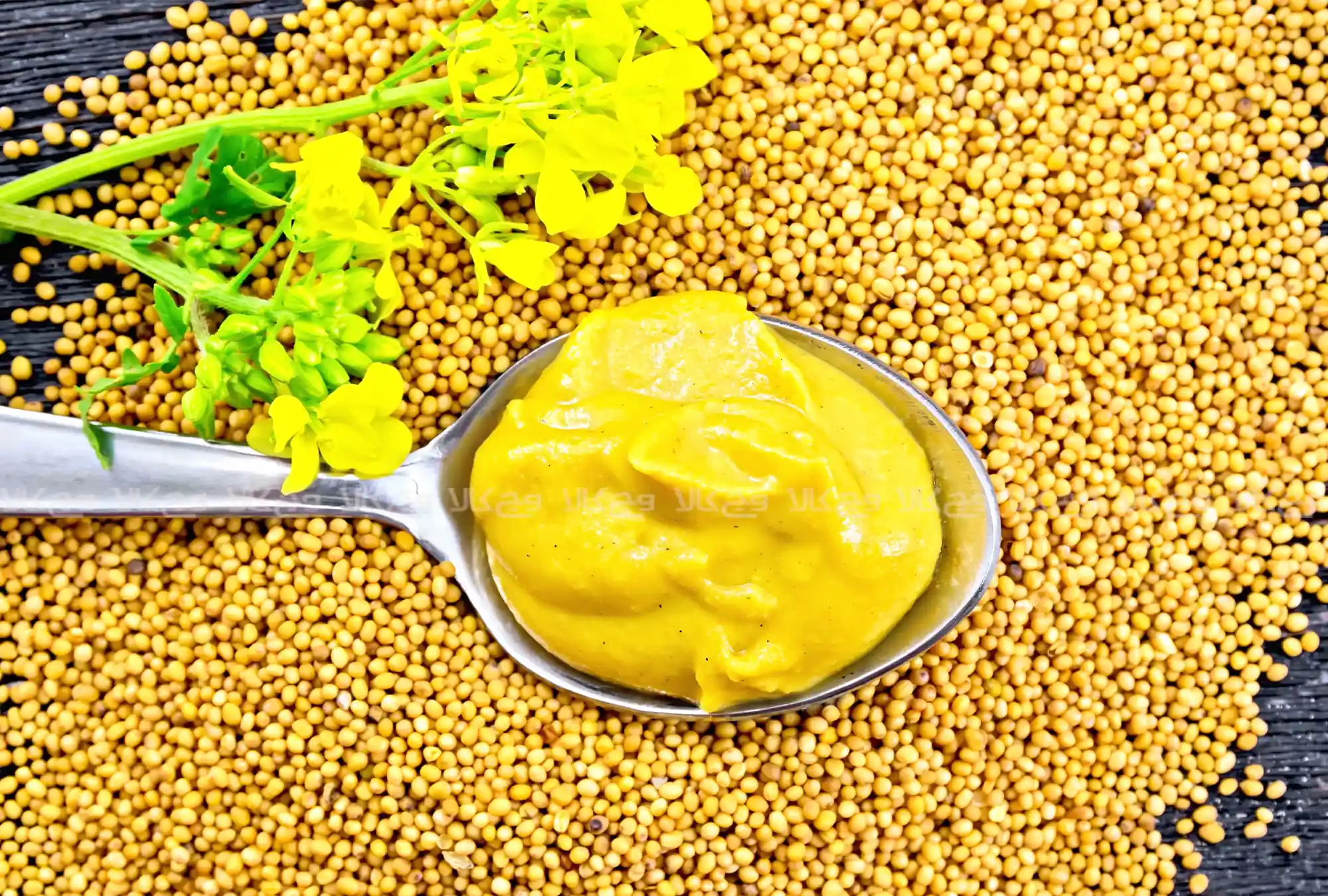 خواص خردل از بهبود گردش خون تا تقویت سیستم ایمنی بدن