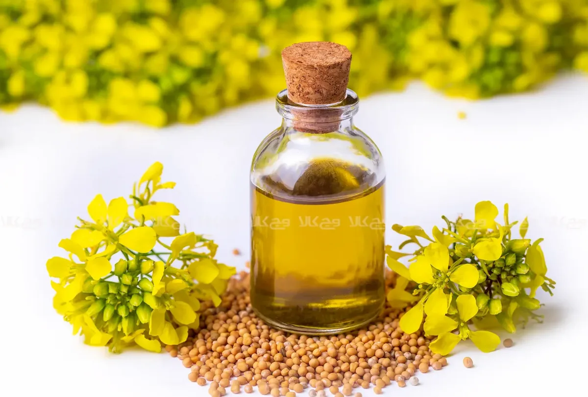 خواص درمانی دانه خردل در طب سنتی | فواید شگفت‌انگیز خردل برای بدن