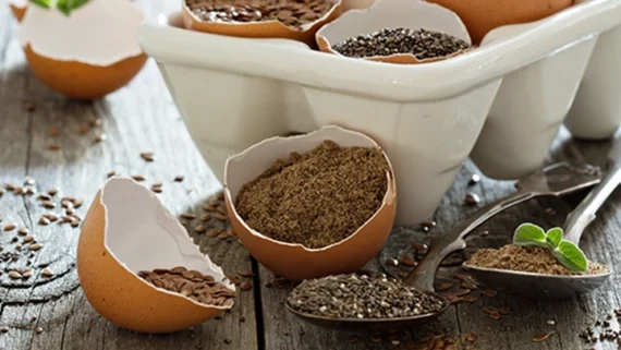 جایگزین تخم مرغ وگان