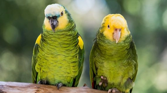 خرید آنلاین محصولات بهداشت و مراقبت از حیوانات