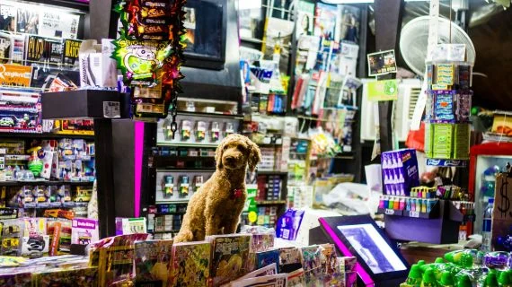 راهنمای خرید بهترین محصولات بهداشت و مراقبت از حیوانات خانگی