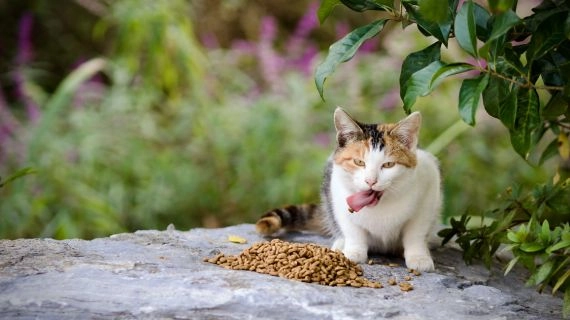 خرید آنلاین با کیفیت ترین تشویقی حیوانات گربه و سگ