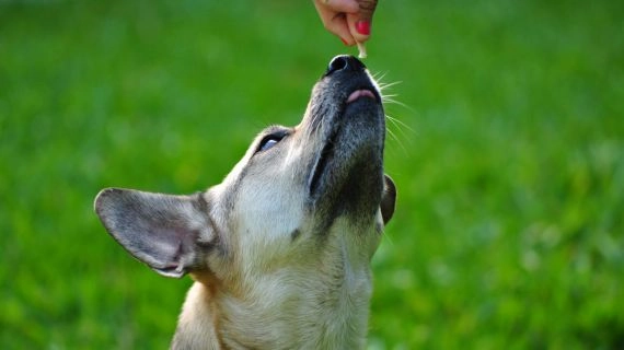 تشویقی برای بهبود زندگی حیوانات خانگی شما ضروری است