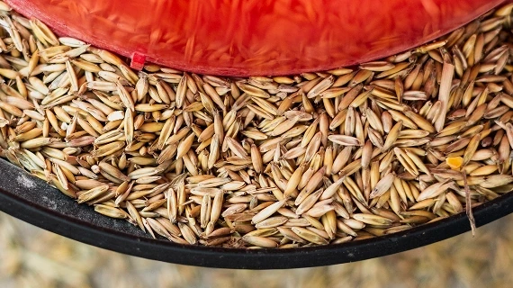 خرید جو خوراکی غله کامل برای آشپزی، سوپ و رژیم سالم